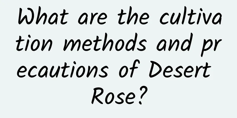 What are the cultivation methods and precautions of Desert Rose?