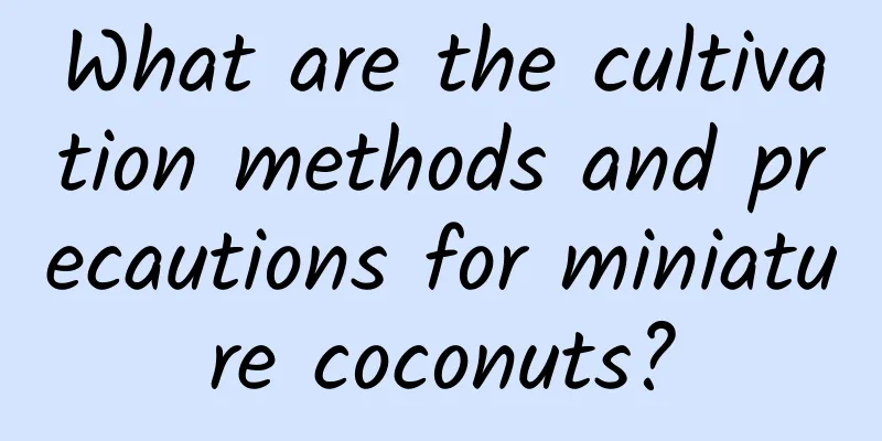 What are the cultivation methods and precautions for miniature coconuts?