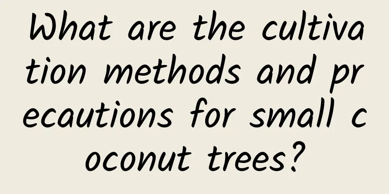 What are the cultivation methods and precautions for small coconut trees?