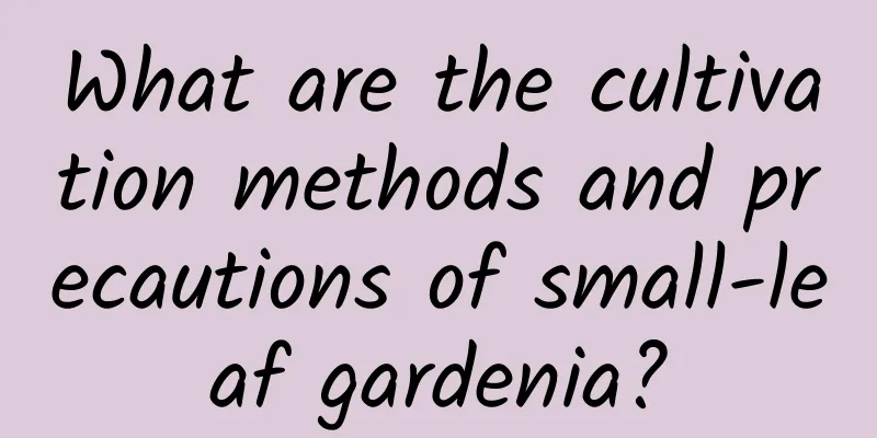 What are the cultivation methods and precautions of small-leaf gardenia?