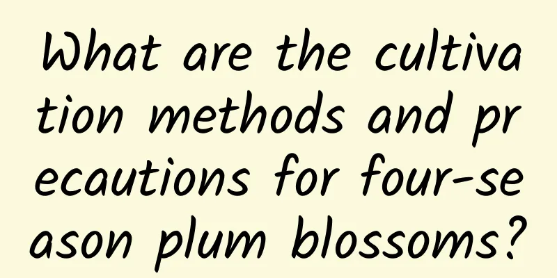 What are the cultivation methods and precautions for four-season plum blossoms?