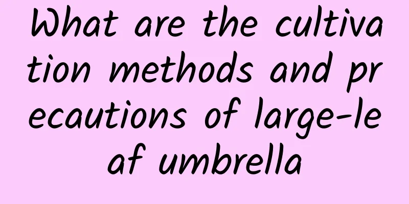 What are the cultivation methods and precautions of large-leaf umbrella