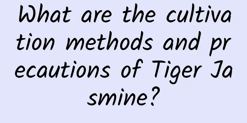 What are the cultivation methods and precautions of Tiger Jasmine?