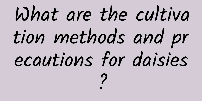 What are the cultivation methods and precautions for daisies?
