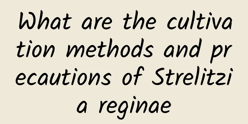 What are the cultivation methods and precautions of Strelitzia reginae