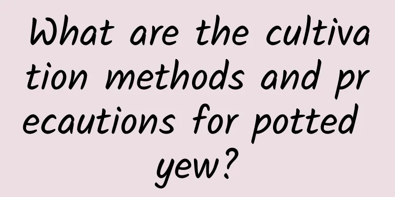 What are the cultivation methods and precautions for potted yew?