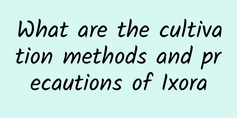 What are the cultivation methods and precautions of Ixora