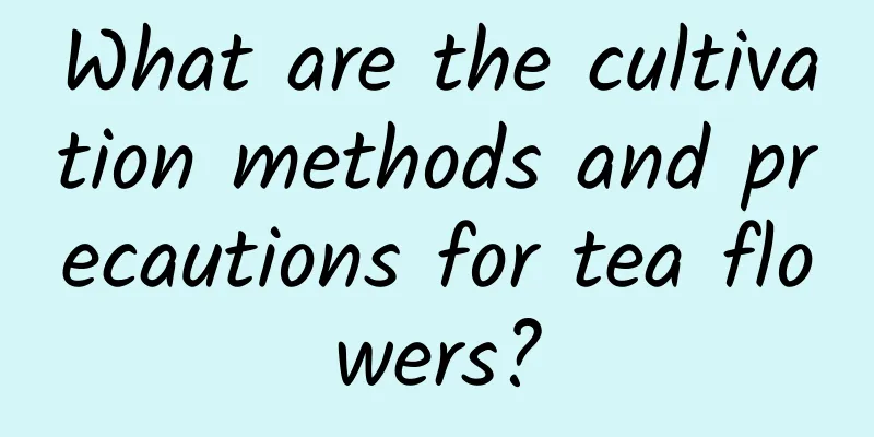 What are the cultivation methods and precautions for tea flowers?