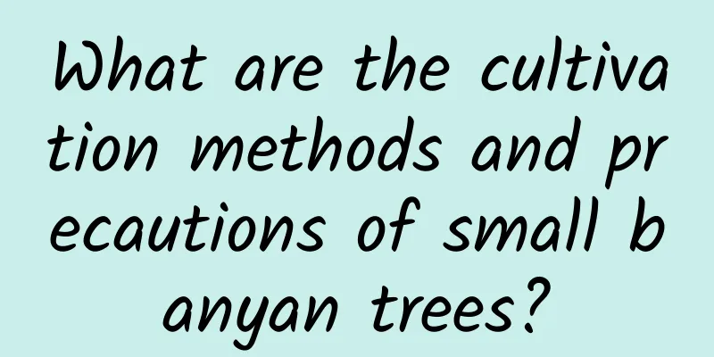 What are the cultivation methods and precautions of small banyan trees?