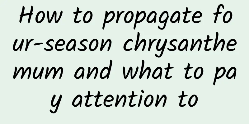 How to propagate four-season chrysanthemum and what to pay attention to