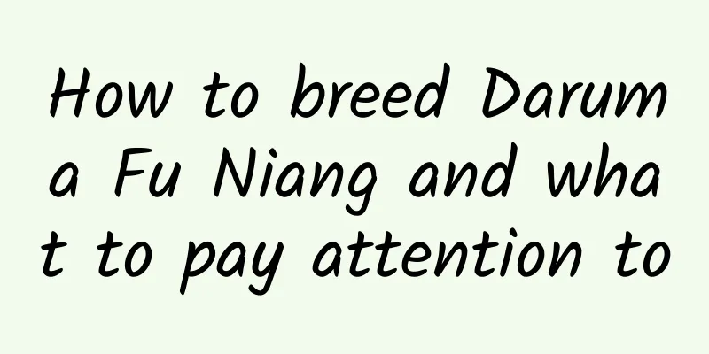 How to breed Daruma Fu Niang and what to pay attention to