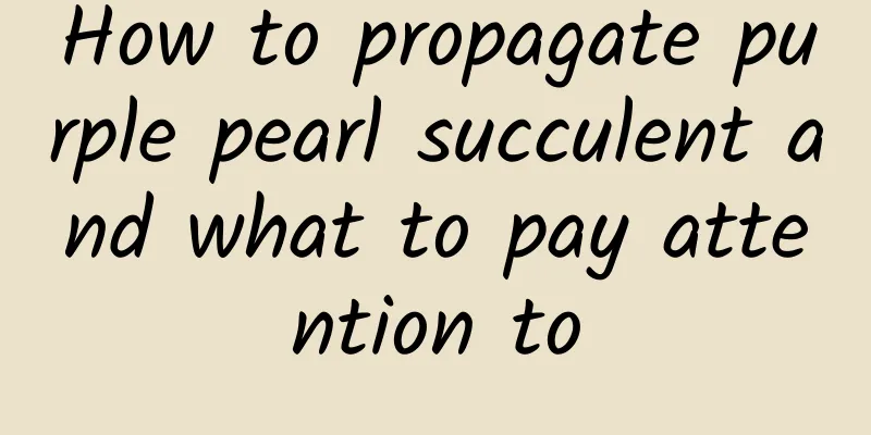 How to propagate purple pearl succulent and what to pay attention to