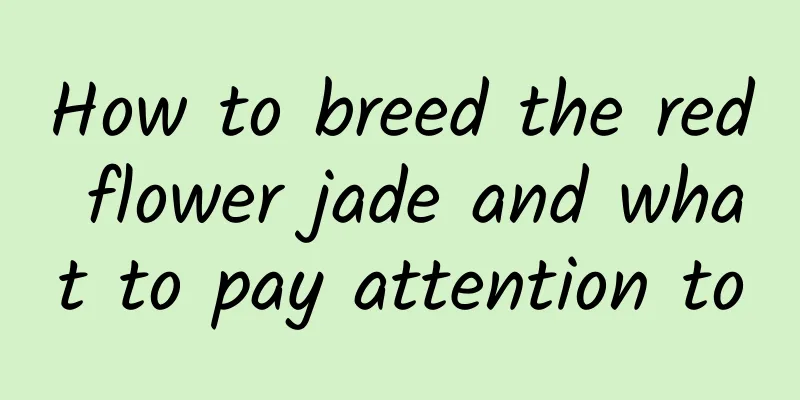 How to breed the red flower jade and what to pay attention to