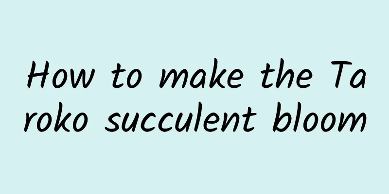 How to make the Taroko succulent bloom