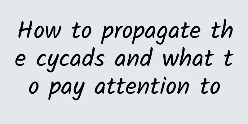 How to propagate the cycads and what to pay attention to