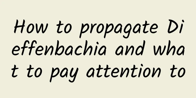 How to propagate Dieffenbachia and what to pay attention to