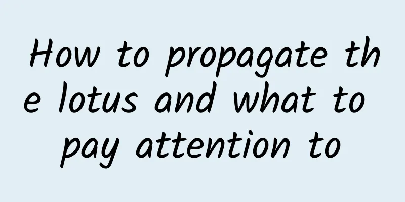 How to propagate the lotus and what to pay attention to
