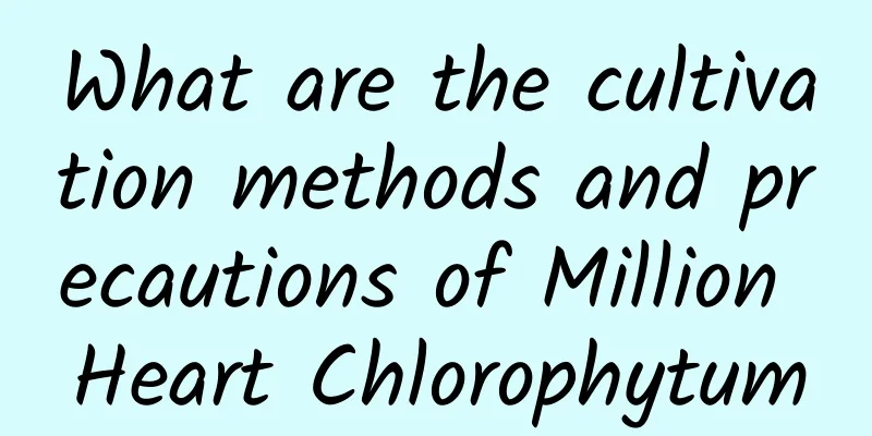 What are the cultivation methods and precautions of Million Heart Chlorophytum