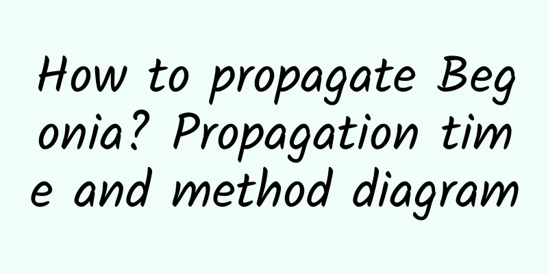 How to propagate Begonia? Propagation time and method diagram