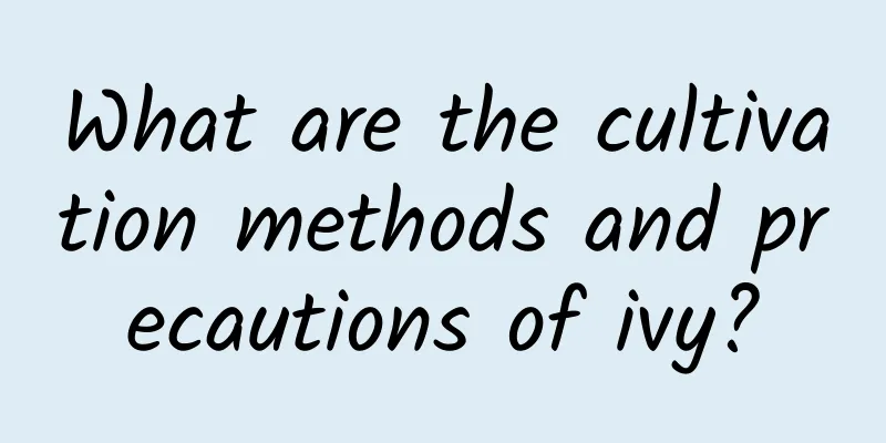 What are the cultivation methods and precautions of ivy?