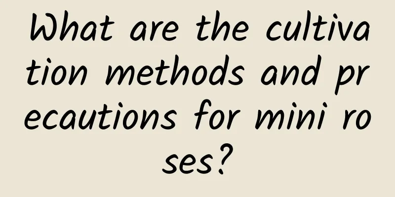What are the cultivation methods and precautions for mini roses?