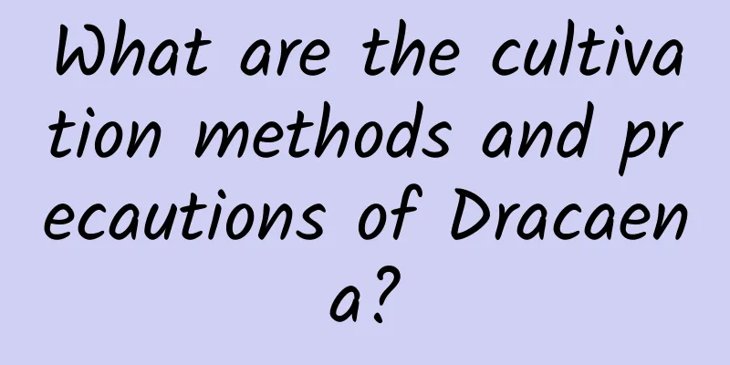 What are the cultivation methods and precautions of Dracaena?