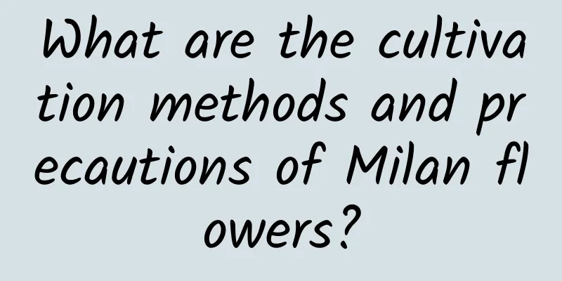 What are the cultivation methods and precautions of Milan flowers?