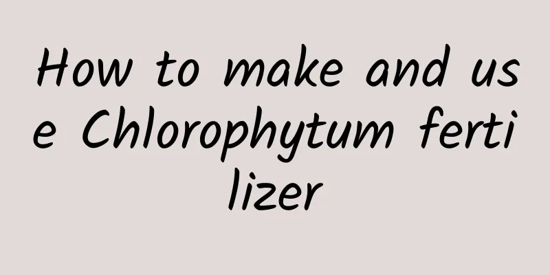 How to make and use Chlorophytum fertilizer