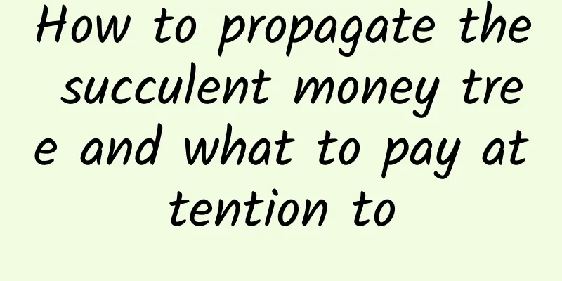 How to propagate the succulent money tree and what to pay attention to
