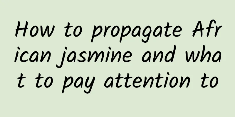 How to propagate African jasmine and what to pay attention to