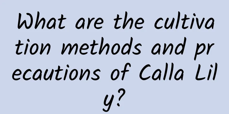 What are the cultivation methods and precautions of Calla Lily?