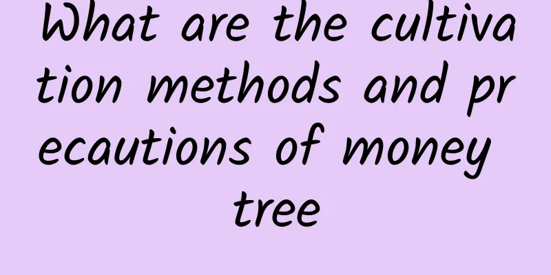 What are the cultivation methods and precautions of money tree