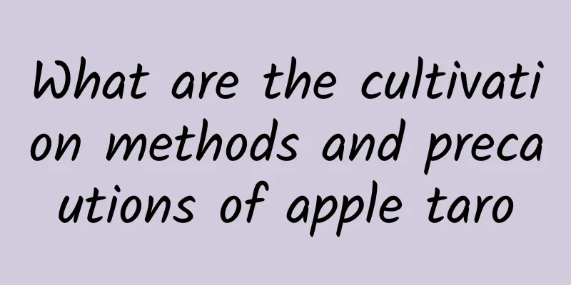 What are the cultivation methods and precautions of apple taro