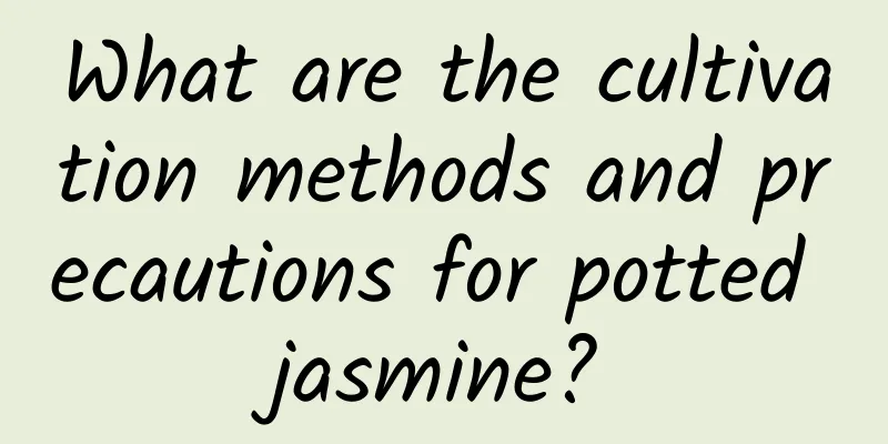 What are the cultivation methods and precautions for potted jasmine?
