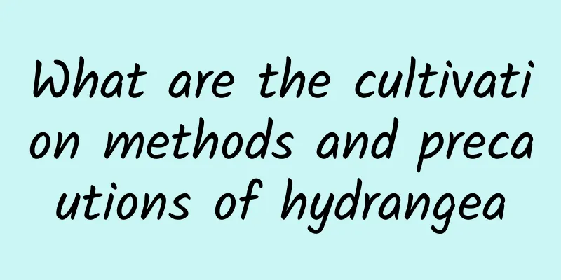 What are the cultivation methods and precautions of hydrangea