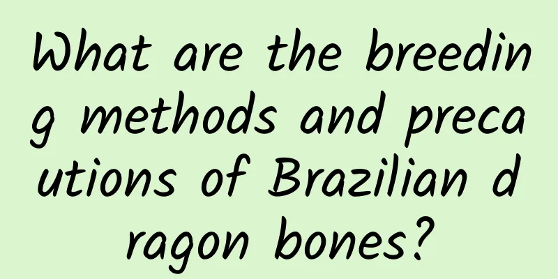 What are the breeding methods and precautions of Brazilian dragon bones?