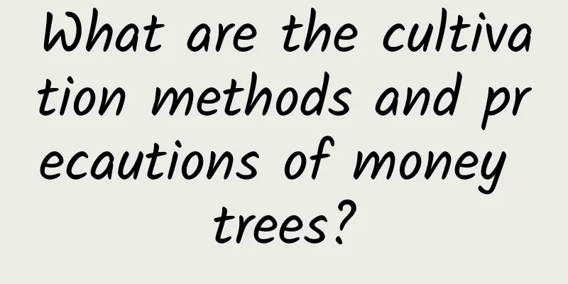 What are the cultivation methods and precautions of money trees?