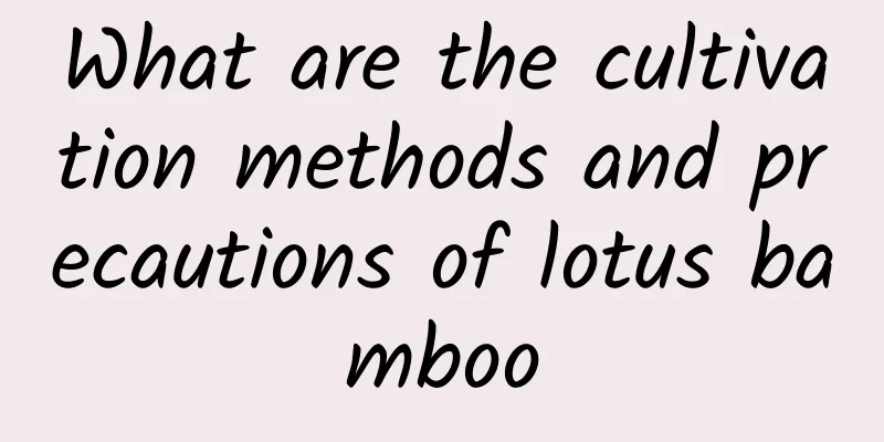 What are the cultivation methods and precautions of lotus bamboo