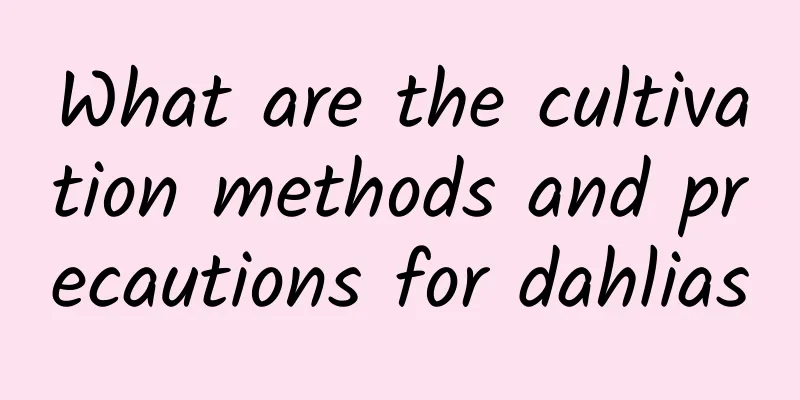 What are the cultivation methods and precautions for dahlias