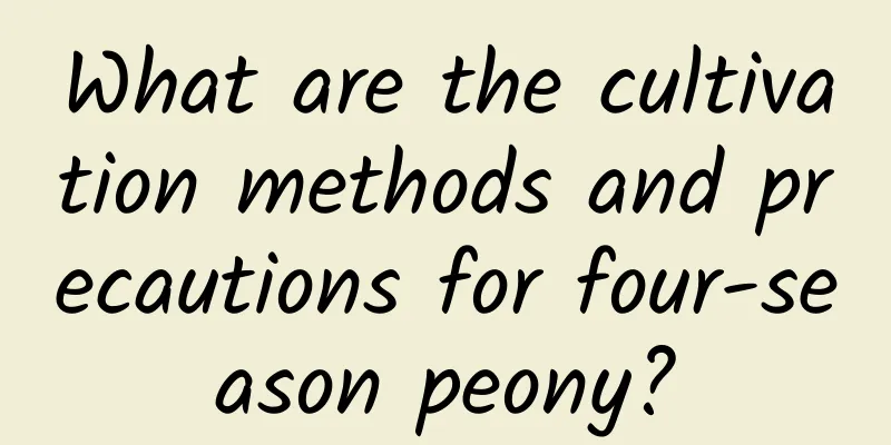 What are the cultivation methods and precautions for four-season peony?