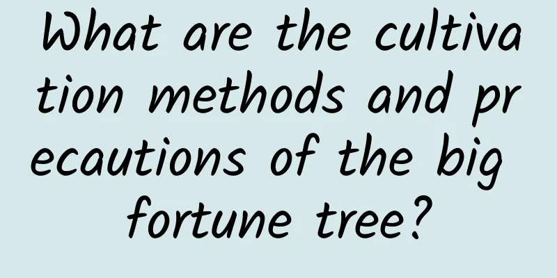 What are the cultivation methods and precautions of the big fortune tree?
