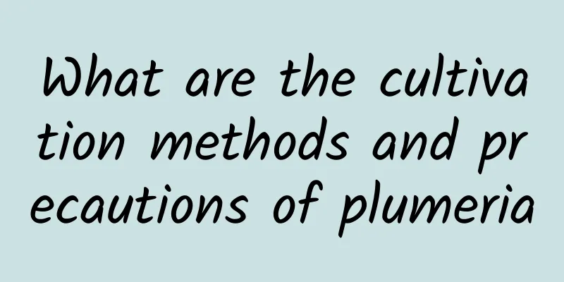 What are the cultivation methods and precautions of plumeria