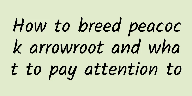 How to breed peacock arrowroot and what to pay attention to