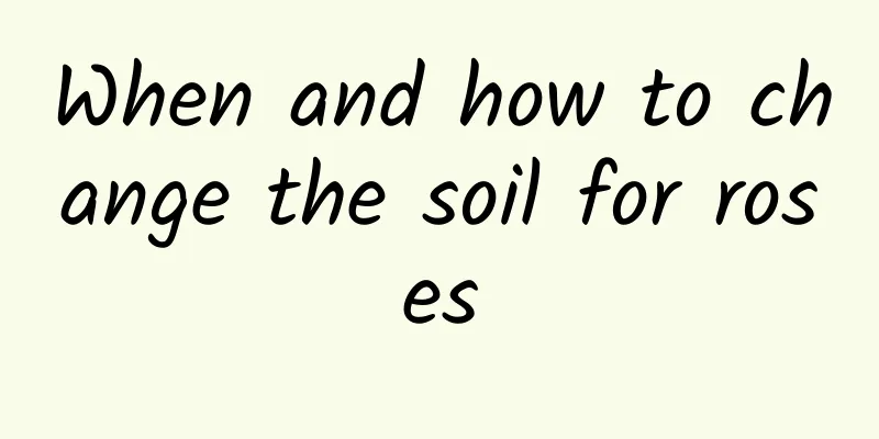 When and how to change the soil for roses