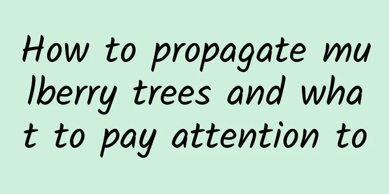 How to propagate mulberry trees and what to pay attention to