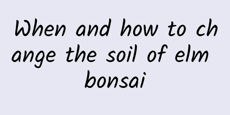 When and how to change the soil of elm bonsai