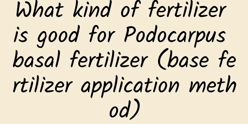 What kind of fertilizer is good for Podocarpus basal fertilizer (base fertilizer application method)
