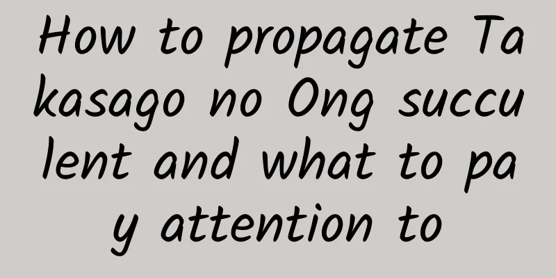 How to propagate Takasago no Ong succulent and what to pay attention to