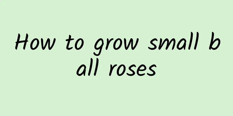 How to grow small ball roses