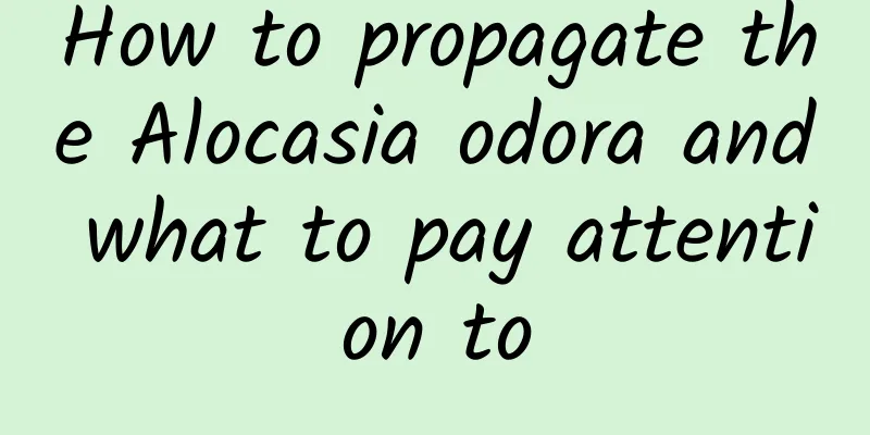 How to propagate the Alocasia odora and what to pay attention to